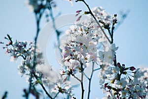 Sakura Flowers Background art Design. Spring Sacura Blossom. Japan