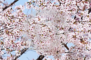 Sakura Flowers Background art Design. Spring Sacura Blossom. Japan