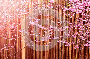 Sakura Flowers and bamboo background.