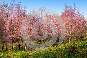 Sakura flowers blooming blossom in PhuLomLo Loei Province , Thai