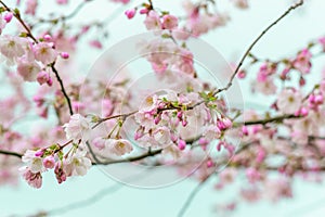 Sakura flowers blossom. Japan cherry tree in garden