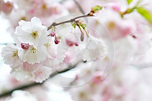 Sakura flowers blossom. Japan cherry tree in garden