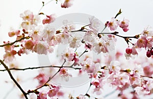 Sakura flowers blossom. Japan cherry tree in garden