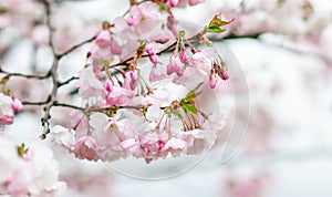 Sakura flowers blossom. Japan cherry tree in garden