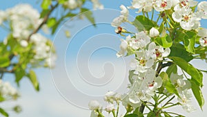 Sakura flowers on branches pear tree. Beautiful sunny spring blooming pear orchard. Close up.