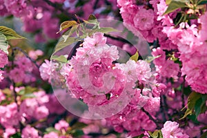 Sakura flowers, bright beautiful landscape, spring season