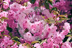 Sakura flowers, bright beautiful landscape, spring season