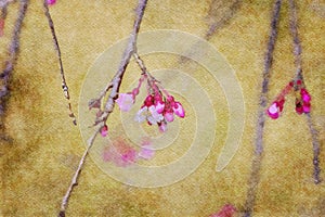 Sakura flowers budding at beginning of spring