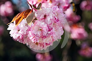 Sakura flowers, cherry blossom