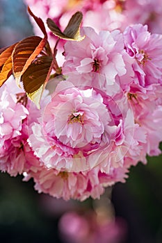 Sakura flowers, cherry blossom