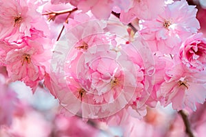 Sakura flowers, cherry blossom