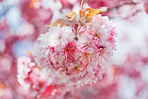 Sakura flowers, cherry blossom