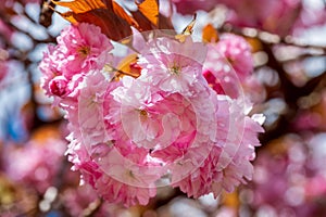 Sakura flowers, cherry blossom