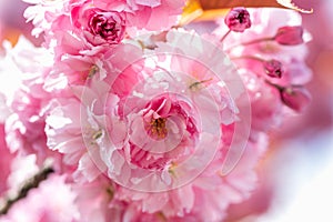 Sakura flowers, cherry blossom