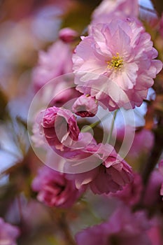 Sakura flowers are a delicate pink color