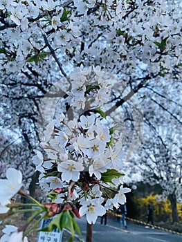 sakura flowers ending of vinter in south korea sakura.