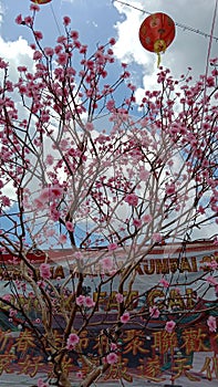 Sakura Flowers Kumpai Pontianak Cinese