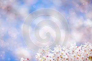 sakura flowers of pink color on sunny backdrop. Beautiful nature spring background with a branch of