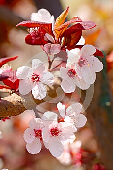 sakura flowers (Prunus yedoensis Matsum) photo