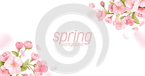 Sakura flowers realistic floral banner. Cherry blossom vector greeting card design. Spring flower illustration
