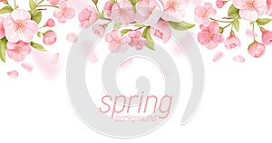 Sakura flowers realistic floral banner. Cherry blossom vector greeting card design. Spring flower illustration