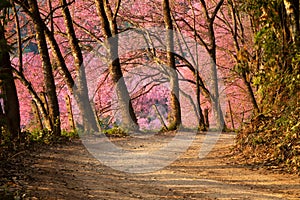 Sakura flowers season