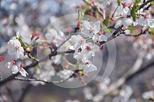 Sakura flowers? in?spring season in south korea