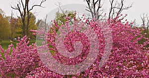 Sakura flowers in springtime in pink cherry blossom the park