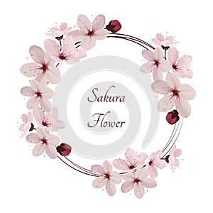 Sakura flowers vector illustration. n