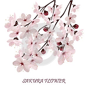 Sakura flowers vector illustration. n