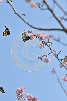 Sakura flowerT Triple redbase jezebel butterfly photo