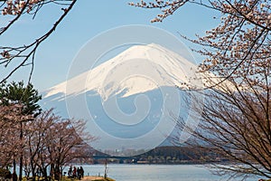 Sakura & Fuji