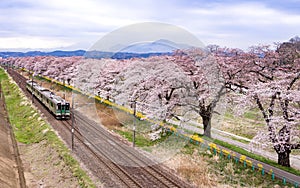 Sakura full bloom