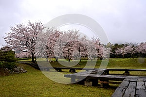Sakura in garden of Tian porcelain Park, saga-ken, Japan