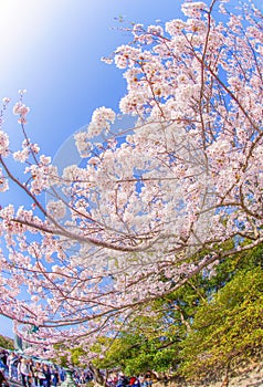 Sakura of the Great Buddha of Kamakura and full bloom