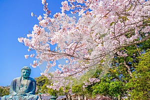 Sakura of the Great Buddha of Kamakura and full bloom