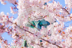 Sakura of the Great Buddha of Kamakura and full bloom