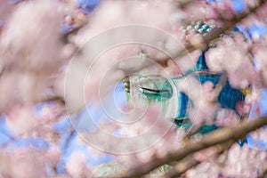 Sakura of the Great Buddha of Kamakura and full bloom