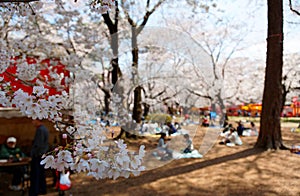 In Sakura Hanami, a popular leisure activity in spring, people have a picnic on the grassy ground