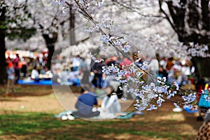 In Sakura Hanami, a popular leisure activity in spring, people have a picnic on the grassy ground photo