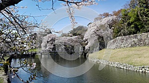 Sakura at Hikone Castle Garde, Hikone, Siga, Japan photo