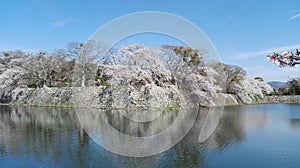 Sakura at Hikone Castle, Hikone, Siga, Japan photo