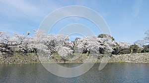 Sakura at Hikone Castle, Hikone, Siga, Japan photo