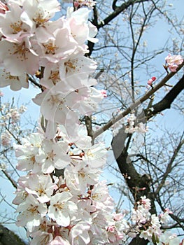 Sakura hollidays photo