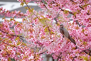 Sakura in japan