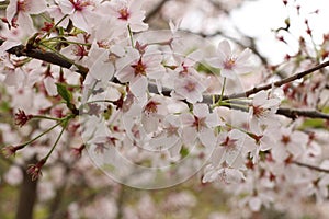 Sakura in Japan country