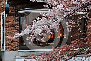 Sakura with Japanese building background