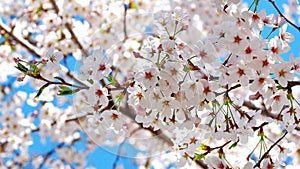 Sakura, Japanese cherry blossom