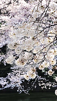 Sakura, Japanese cherry blossom