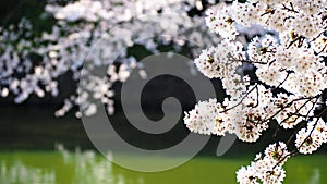 Sakura, Japanese cherry blossom